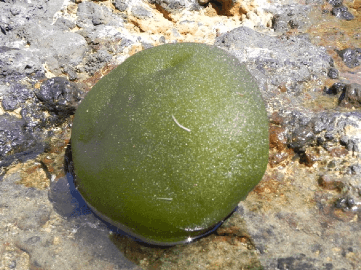 Alga palla verde