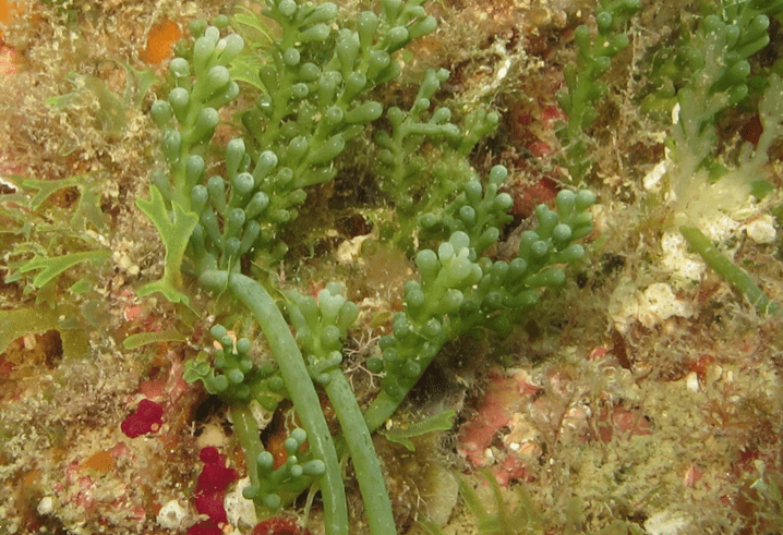 CAULERPA A GRAPPOLI