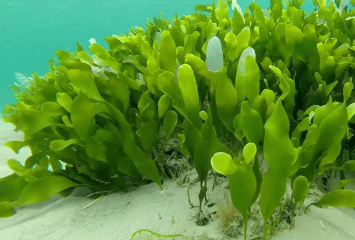 CAULERPA FOGLIOSA