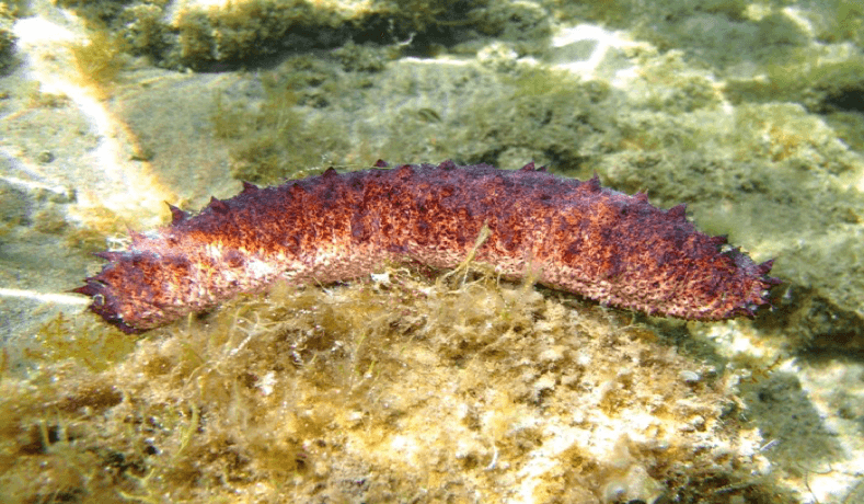 CETRIOLO DI MARE