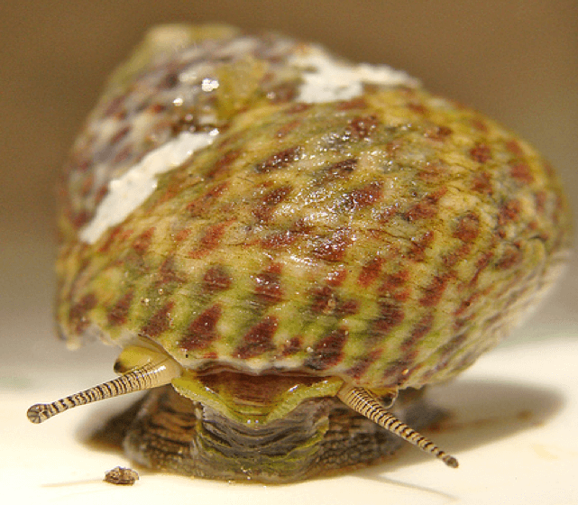 MONODONTA TURBINATA