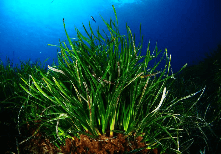 POSIDONIA OCEANICA